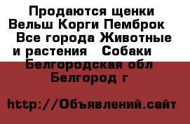 Продаются щенки Вельш Корги Пемброк  - Все города Животные и растения » Собаки   . Белгородская обл.,Белгород г.